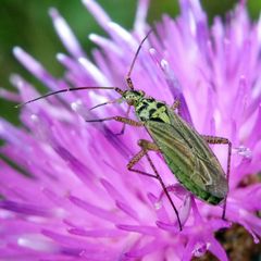 Oncotylus viridiflavus