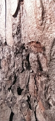 Caryocolum junctella