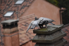 Columba livia domestica