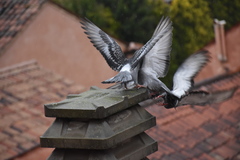 Columba livia domestica