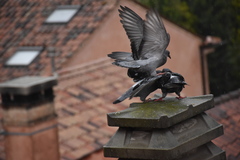 Columba livia domestica