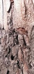 Caryocolum junctella