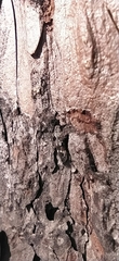 Caryocolum junctella