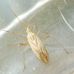 Miridius quadrivirgatus