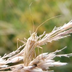 Miridius quadrivirgatus