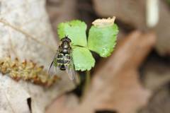 Dasysyrphus bilineatus