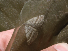 Scotopteryx coarctaria