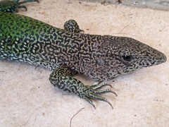 Ameiva ameiva