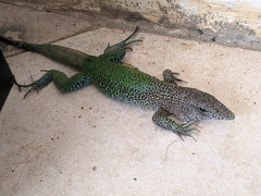 Ameiva ameiva