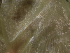 Scotopteryx coarctaria