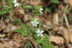 Rubus microphyllus