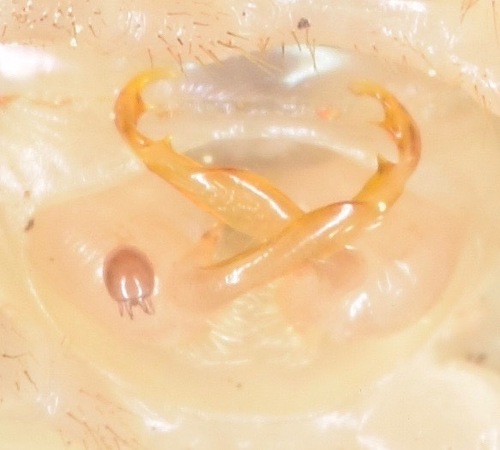 Sigmoria disjuncta