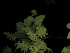 Solanum stellatiglandulosum