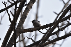 Sitta europaea albifrons