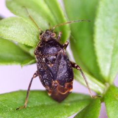 Charagochilus gyllenhalii