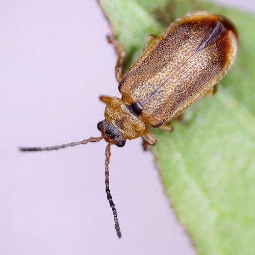 Leaf beetle