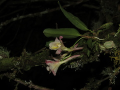 Rodriguezia granadensis