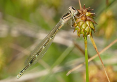 Coenagrion caerulescens