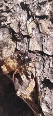 Coriarachne depressa