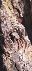 Coriarachne depressa