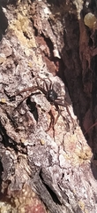 Coriarachne depressa