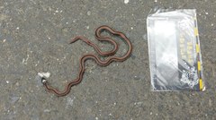 Sinomicrurus sauteri