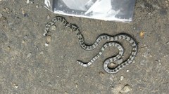 Sinomicrurus sauteri