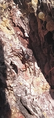 Coriarachne depressa