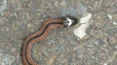 Sinomicrurus sauteri