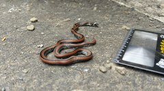 Sinomicrurus sauteri