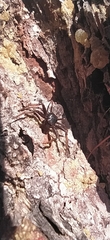 Coriarachne depressa