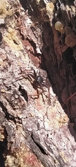 Coriarachne depressa