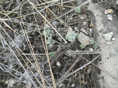 Artemisia cuspidata