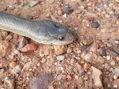 Lycodonomorphus inornatus