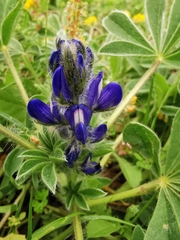 Lupinus micranthus