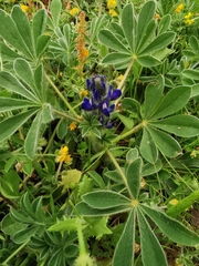 Lupinus micranthus