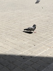 Columba livia