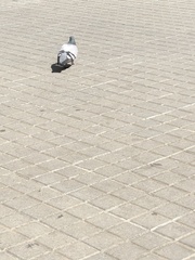 Columba livia