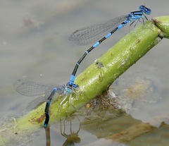 Coenagrion caerulescens