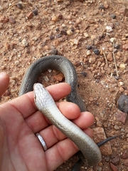 Lycodonomorphus inornatus