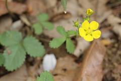 Potentilla freyniana