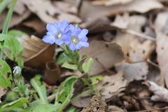Gentiana zollingeri