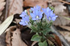 Gentiana zollingeri
