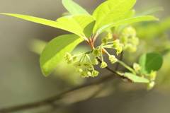 Lindera umbellata
