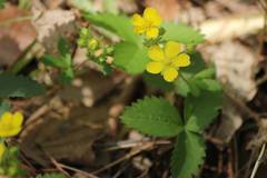 Potentilla freyniana