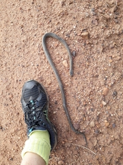 Lycodonomorphus inornatus