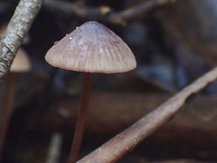 Mycena kurramulla