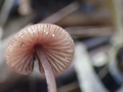 Mycena kurramulla