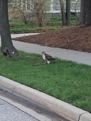 Buteo jamaicensis