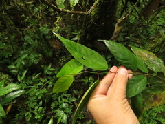 Acalypha diversifolia